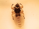مگس ملوفاگوس - Melophagus Ovinus