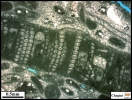 Bryozoa debris
