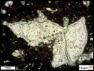 Globotruncanita elevata