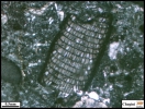 Lithophyllum