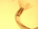 استرتاژیا اکسی دنتالیس -  Ostertagia occidentalis
