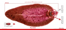 انگل فاسیولا هپاتیکا - Fasciola Hepatica