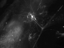سیستم عکس برداری میکروسکوپ TUCSEN مدل TCH-1.4ICE