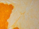 Taste buds in the tongue of rabbit (Papilla foliata) Stained with Acridine Orange for fluorescence